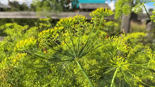 Real-time 4K video of green dill blooming with yellow flowers swaying in the wind in a countryside garden