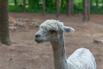 White alpaca, likely of the Huacaya breed, standing outdoors near a wooded area. © Denny