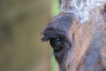 Eye detail head of a domestic llama, a large South American camelid © Denny