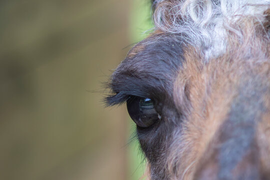 Eye detail head of a domestic llama, a large South American camelid