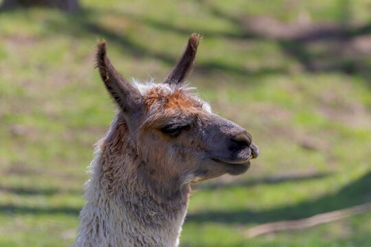 head of a domestic llama, a large South American camelid