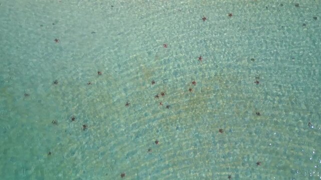 Aerial top-down view of numerous starfish visible beneath shallow crystal clear tropical water on Phu Quoc Island, Vietnam. Natural marine life in turquoise sea captured from above.