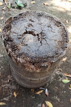 Old Weathered Coconut Tree Stump With Cracks
Close up of an old weathered coconut palm tree stump with cracks and rough texture. Natural rustic background concept of decay, aging, and t