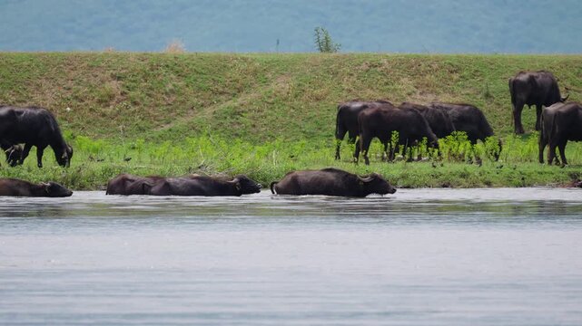 Water buffaloes rest partially submerged in the calm waters of Lake Kerkini while others graze on the green grassy embankment behind them. Static wide angle shot captures the scene in clear daylight.