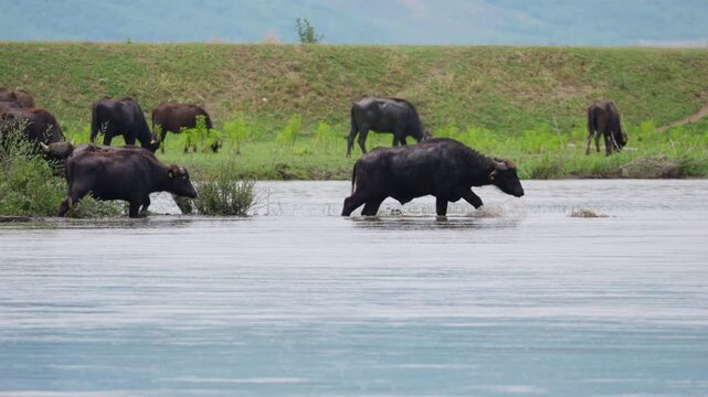 A herd of water buffaloes wades through a shallow river with green pastures in the background. The camera maintains a static wide angle view capturing the animals moving left to right across.