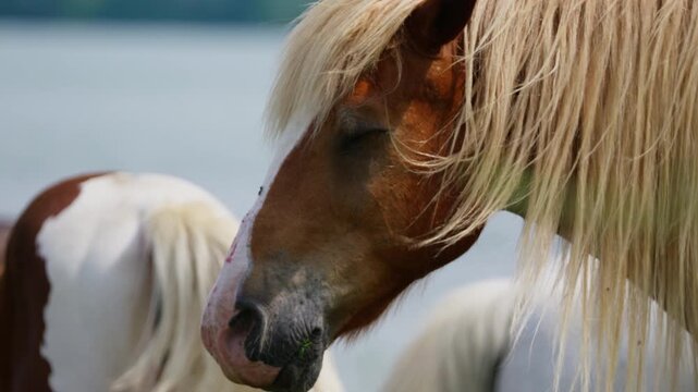 Close up view of a pinto horse with a long blonde mane standing near water in Greece. Smooth lateral camera movement captures the animal's profile and flowing hair.