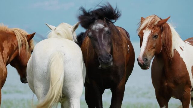 Four horses of different colors stand together facing the camera against a clear blue sky. The group includes a white horse, a dark brown horse with windblown mane, and two brown and white pinto.