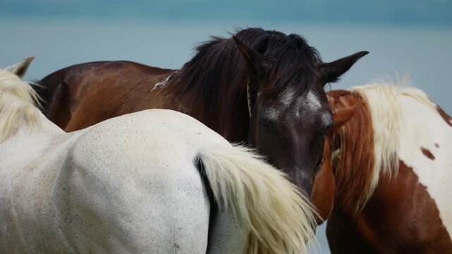 Group of horses standing close together with their heads touching in an outdoor setting. Slow forward tracking shot moves closer to the animals against a clear blue sky.