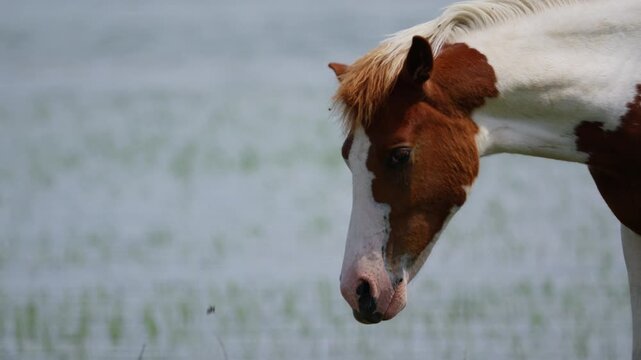A brown and white pinto horse grazes in a lush wetland meadow near water. Shallow depth of field isolates the subject against soft bokeh background.