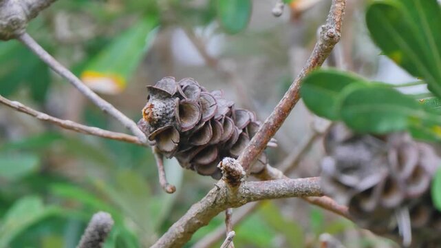 Growing banksia on a tree branch