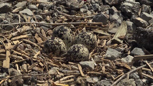 Wide angle view shows four heavily camouflaged speckled bird eggs lying in a shallow nest surrounded by rough gray gravel.