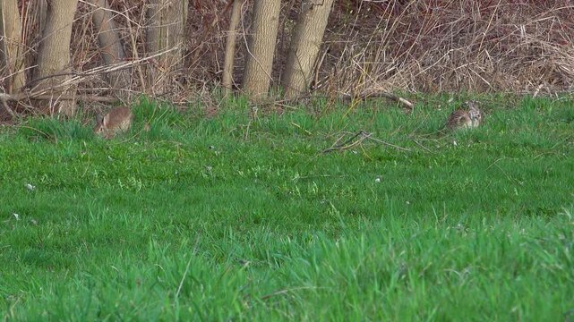 Two wild cottontail rabbits graze and scratch quietly on a lush green lawn near a dense brush thicket on a bright spring day.