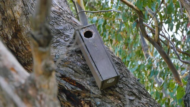 Animal house in the tree