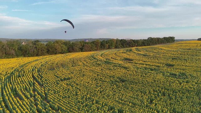 Drone shot of a paramotor pilot flying beneath a black paraglider wing over a rolling sunflower field, banking against a pale blue sky in the late morning light.