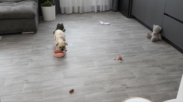 Autonomous robotic vacuum cleaner efficiently maneuvers across grey floor tiles while avoiding miscellaneous items and a small dog eating from a pink bowl in a modern residential living space