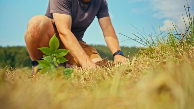 Man Squats Down In A Rural Farmland Field And Carefully Plants A Small Green Sapling In The Soil. close-up shot