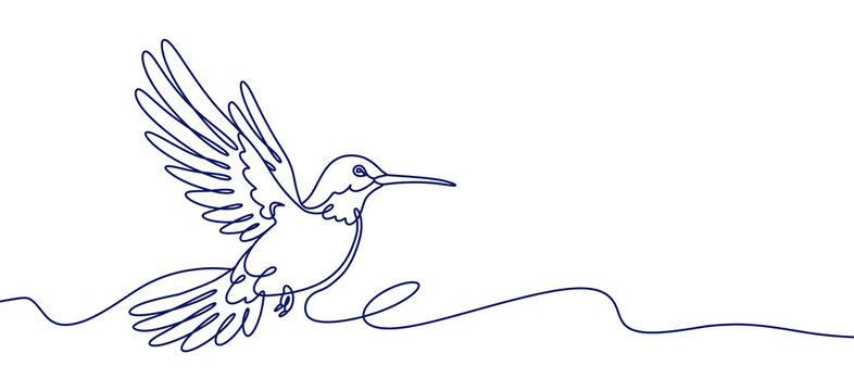 Line art illustration of a hummingbird in flight, flapping its wings