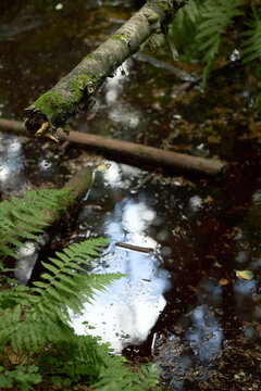 Vertical shot of swampy pond with fallen mossy logs and green ferns. Image ideal for outdoor recreation and eco tourism marketing