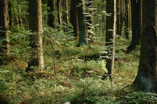Dense green forest with tall pine trees and lush undergrowth. Perfect for environmental conservation campaigns, outdoor recreation marketing, and eco-friendly brand promotions