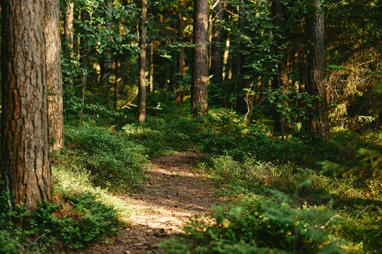 Empty dirt path winding through dense green forest, representing outdoor adventure and ecotourism. Image suitable for environmental campaigns and travel marketing, wide shot