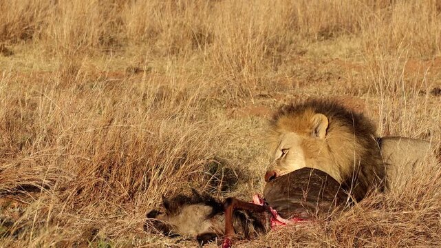 Male lion feeding on fresh kill lying down in dry golden field, telephoto