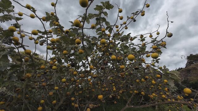 Abundant lulo fruit growing on a solanum quitoense plant under a cloudy, overcast sky