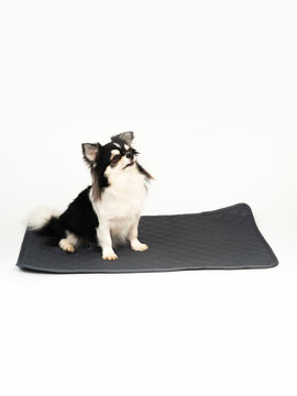 dog pad isolated, cute Chahuahua dog sitting on pet disposable urine diaper