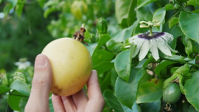 Close up passion fruit flower with a hand showing a ripe yellow Panama Gold passionfruit in a lush jungle. Exotic passiflora bloom and tropical harvest in Hawaii. Cinematic 4K video
