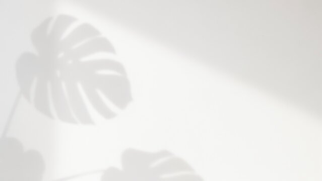Shadow of a monstera leaf on a white surface with plant shadow tropical shadow botanical shadow leaf pattern minimalist background palm shadow play