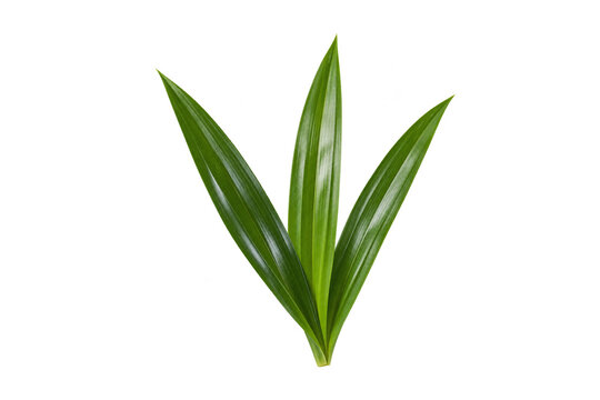 Fresh pandan leaves arranged in a fan isolated transparent background
