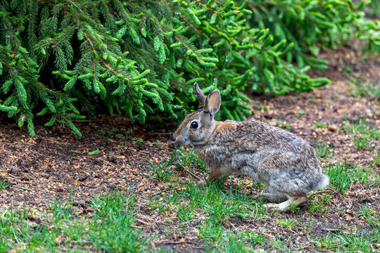 Cottontail rabbit (Lepus sylvaticus) on meadow,nature scene from Wisconsin