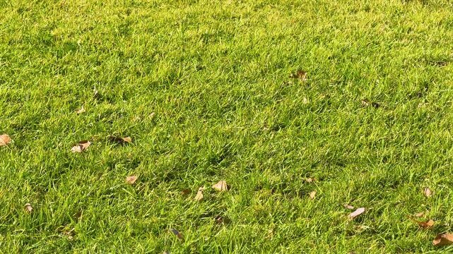 Close Up of Horse Hooves and Person Walking on Green Grass