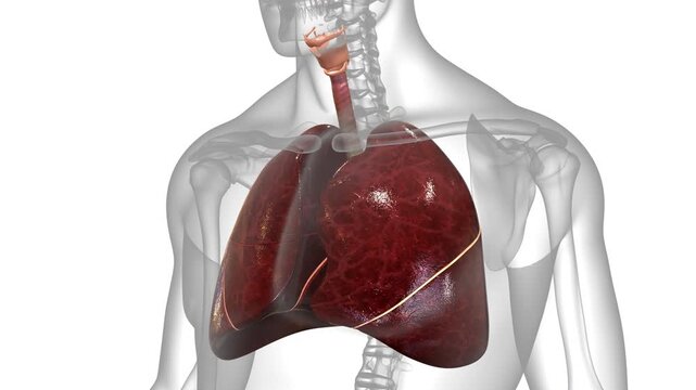 Human Respiratory System Lungs Anatomy Animation Concept