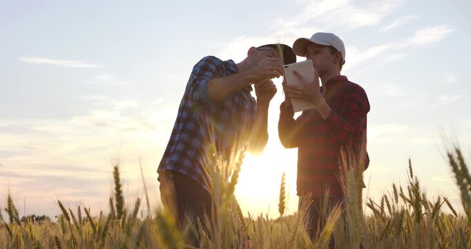 Farmer father and son examine wheat ear while comparing field observations with tablet in golden wheat field. Family farming supports crop analysis, informed decisions and sustainable agriculture.