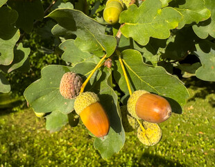 Autumn Acorns Growing on an Oak Tree in Fall © Animaflora PicsStock