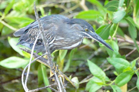 A focused Galapagos heron perched on thin branches waiting for prey in the mangroves, Isla Isabela, Ecuador
