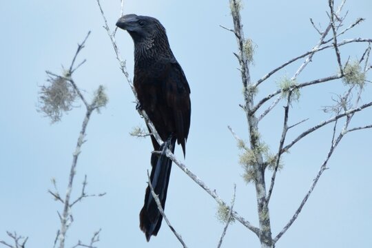 A smooth-billed ani bird perched on a lichen covered branch against a clear pale sky, Isla Isabela, Ecuador