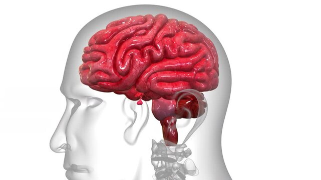 Central Organ of Human Nervous System Brain Anatomy Animation Concept