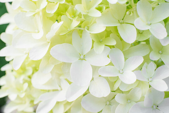 Hydrangea Skyfall Flowering Shrub in Bright Sunlight