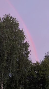 Pink Rainbow Above Leafy Trees in Evening Light