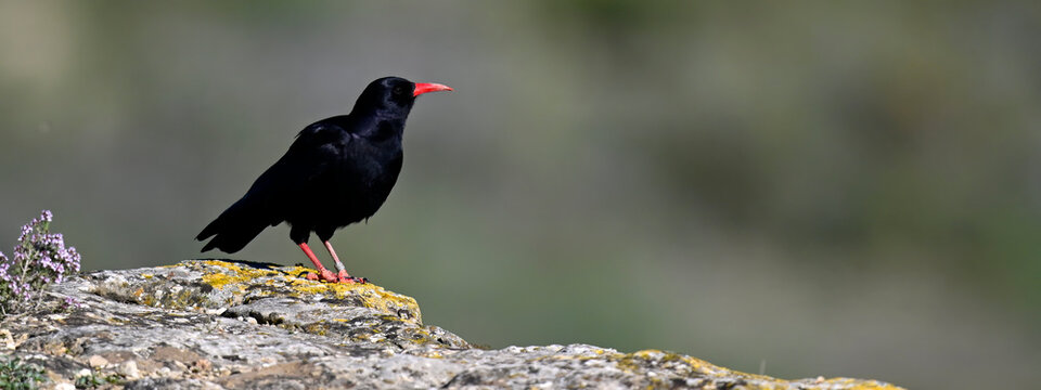 beringte Alpenkr&auml;he // Red-billed chough (Pyrrhocorax pyrrhocorax) &ndash; Spanien