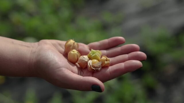 Close-up of a hand holding ripe ground cherries in papery husks outdoors, with a softly blurred green garden background and natural sunlight