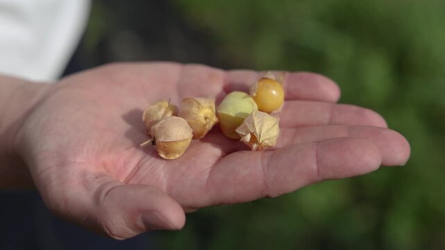 Close-up of a hand holding ripe ground cherries in papery husks outdoors, with a softly blurred green garden background and natural sunlight
