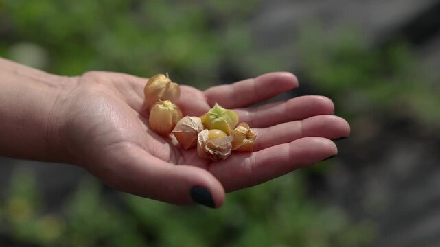 Close-up of a hand holding ripe ground cherries in papery husks outdoors, with a softly blurred green garden background and natural sunlight