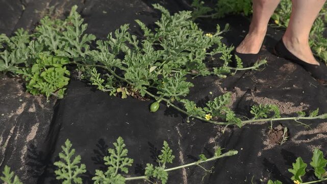 Small green watermelon developing on a healthy vine over black ground cover in a sunny garden, illustrating eco farming, cultivation, and sustainable food production