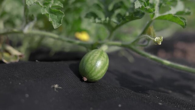 Small green watermelon developing on a healthy vine over black ground cover in a sunny garden, illustrating eco farming, cultivation, and sustainable food production