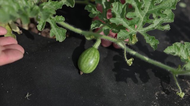 Small green watermelon developing on a healthy vine over black ground cover in a sunny garden, illustrating eco farming, cultivation, and sustainable food production