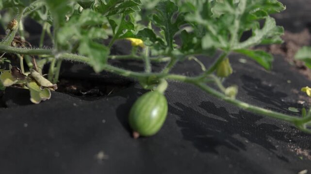 Small green watermelon developing on a healthy vine over black ground cover in a sunny garden, illustrating eco farming, cultivation, and sustainable food production