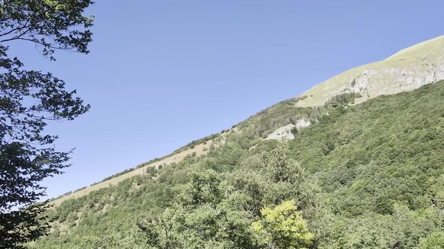 Inquadratura dal basso di un ripido versante montano coperto da una fitta vegetazione che sale verso una cima brulla