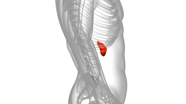 Human Internal Organs Pancreas Anatomy Animation Concept